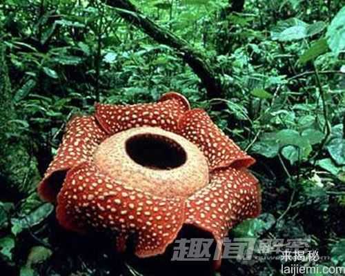 盘点世界上十大最奇特的植物139 / 作者:UFO来啦 / 帖子ID:65039