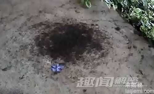 解密：蚂蚁失联后会不断画圆圈至死亡992 / 作者:UFO来啦 / 帖子ID:65791