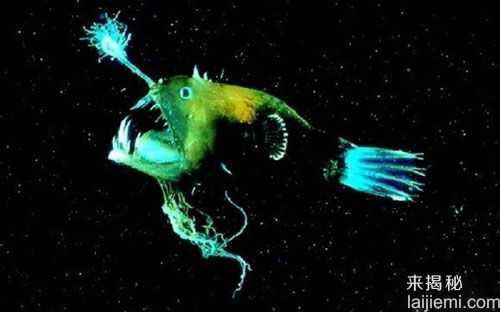神奇！盘点：自然界中的十大发光生物816 / 作者:UFO来啦 / 帖子ID:65293