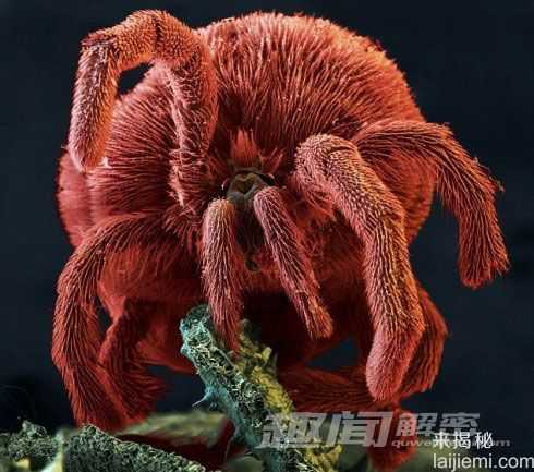 探秘奇异生物世界：水熊虫能在太空存活65 / 作者:UFO来啦 / 帖子ID:63907