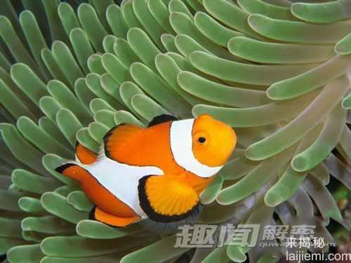奇异！盘点世界十大色彩斑斓的海洋生物660 / 作者:UFO来啦 / 帖子ID:63453