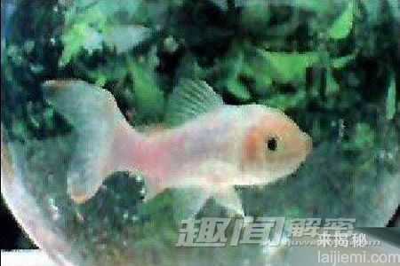 世界十大最长寿动物-120岁巨蟒现身香港828 / 作者:UFO来啦 / 帖子ID:61754
