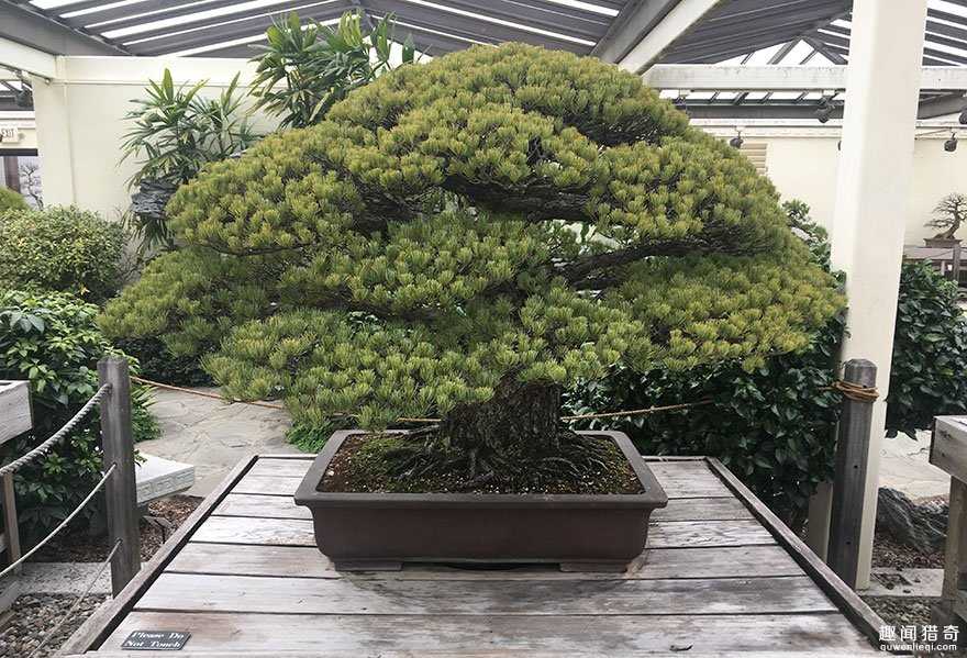活了快四百年？！全球最长寿盆栽还挺过了广岛核爆炸433 / 作者:UFO外星人爱好者 / 帖子ID:57819