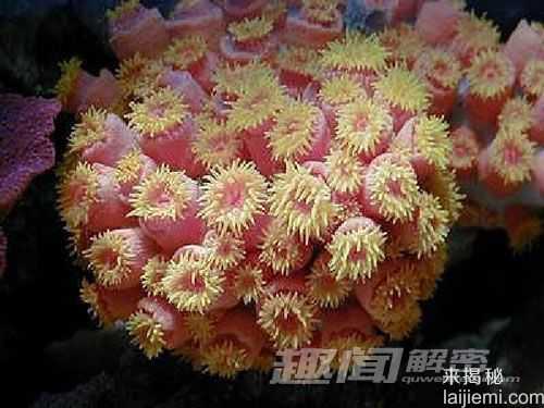 艳丽多姿！十大最美的海洋生物383 / 作者:UFO来啦 / 帖子ID:65618