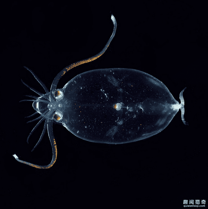 震惊！世界上最诡秘的25种海底动物910 / 作者:UFO来啦 / 帖子ID:66096