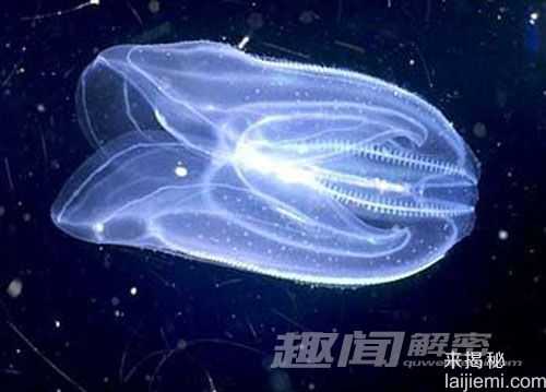 新研究提出栉水母或是地球动物祖先118 / 作者:UFO来啦 / 帖子ID:64095