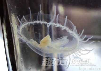 不可思议！出现在现代的神秘史前物种882 / 作者:UFO来啦 / 帖子ID:61369