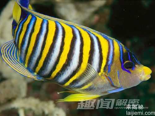 奇异！盘点世界十大色彩斑斓的海洋生物204 / 作者:UFO来啦 / 帖子ID:63453