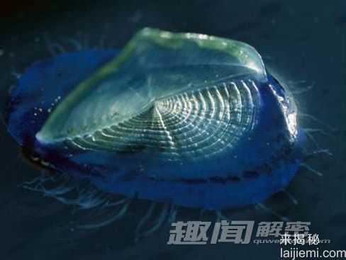 你所不知道的 十大吞食阳光的稀奇生物3 / 作者:UFO来啦 / 帖子ID:62201
