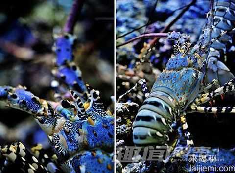 浙江渔民捕获色彩斑斓神虾 身价60万395 / 作者:UFO来啦 / 帖子ID:64675