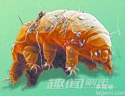 全球六种&amp;quot;极端生命&amp;quot;：巨菇已经8650岁16 / 作者:UFO来啦 / 帖子ID:62204