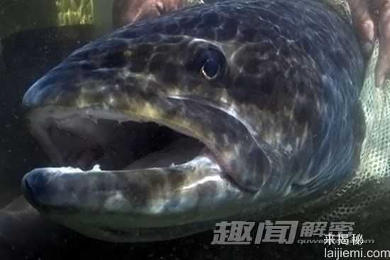 科学探秘 新疆喀纳斯“湖怪” 或为大红鱼934 / 作者:UFO来啦 / 帖子ID:65362