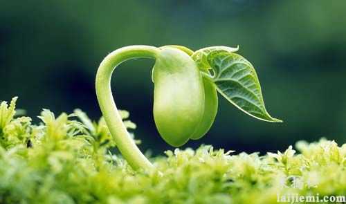 植物也会得性病 传播方式比人类直接0 / 作者:UFO来啦 / 帖子ID:64447