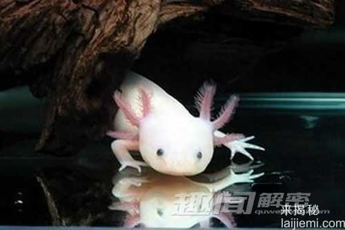 揭秘“神兽”六角恐龙 攻击力接近小鳄鱼257 / 作者:UFO来啦 / 帖子ID:63936