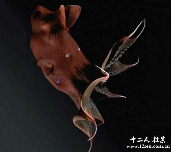 吸血鬼乌贼：乌贼和章鱼的祖先，生存七千年的深海动物821 / 作者:UFO来啦 / 帖子ID:62744