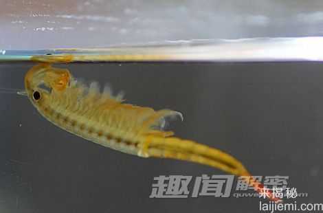 史前生物仙女虾 生存能力为恐龙万倍？678 / 作者:UFO来啦 / 帖子ID:62767