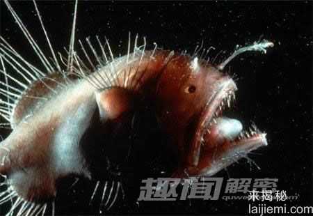 动物最奇特的交配方式排行 雄性海马当妈580 / 作者:UFO来啦 / 帖子ID:62404