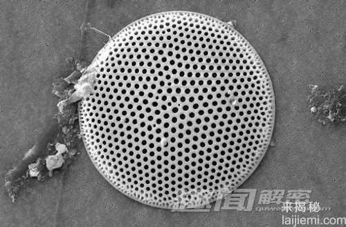 那些最奇葩的章鱼人 你见过了吗？243 / 作者:UFO来啦 / 帖子ID:65937