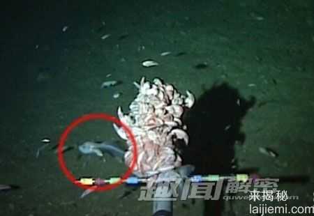 2014新物种十大发现：强力再生触手海怪348 / 作者:UFO来啦 / 帖子ID:61253