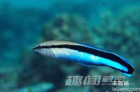 盘点：自然界中十大雌雄同体的动物644 / 作者:UFO来啦 / 帖子ID:65239
