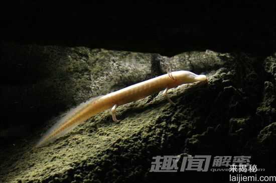 11种奇特的盲动物：盲螯虾寿命超176年57 / 作者:UFO来啦 / 帖子ID:61110