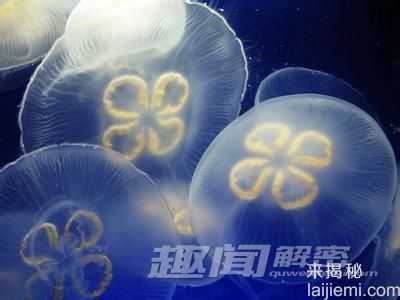 不可思议！出现在现代的神秘史前物种373 / 作者:UFO来啦 / 帖子ID:61369