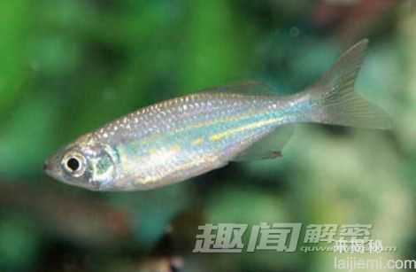 盘点：培育杂交动物的十大怪异实验919 / 作者:UFO来啦 / 帖子ID:65231