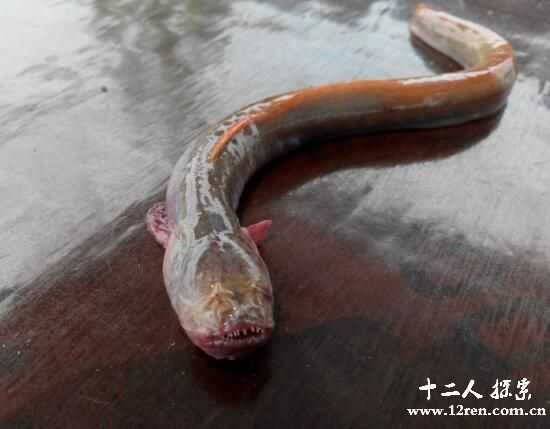 红狼牙鰕虎鱼：身体像蛇嘴里长狼牙(十分美味好吃)703 / 作者:UFO来啦 / 帖子ID:65443