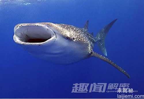 盘点地球上的十大巨型动物34 / 作者:UFO来啦 / 帖子ID:65147
