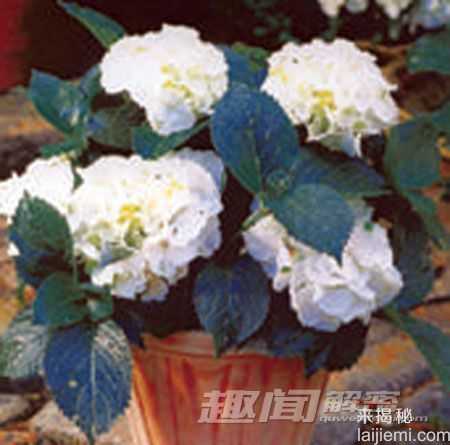 揭秘：可能致命的十大有毒观赏植物236 / 作者:UFO来啦 / 帖子ID:64035