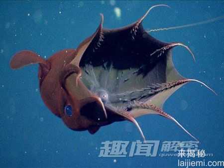 世界十大令人畏惧的深海怪兽777 / 作者:UFO来啦 / 帖子ID:61766 世界十大令人畏惧的深海怪兽777 / 作者:UFO来啦 / 帖子ID:61766
