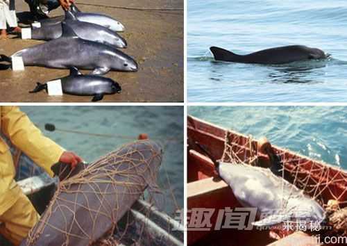 盘点地球上濒临灭绝的12种奇珍动物820 / 作者:UFO来啦 / 帖子ID:65142