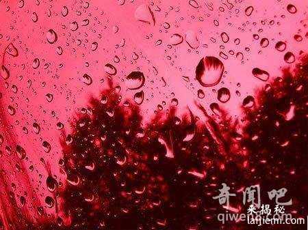 天降飞牛？看大自然馈赠的稀奇古怪的动物雨742 / 作者:UFO来啦 / 帖子ID:63391
