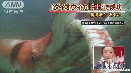 巨型乌贼惊险日本海港 围绕渔船吓坏众人954 / 作者:UFO外星人爱好者 / 帖子ID:57912
