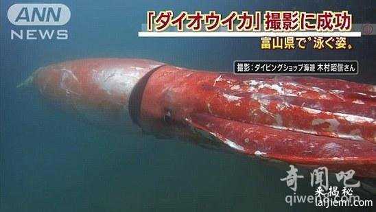 巨型乌贼惊险日本海港 围绕渔船吓坏众人291 / 作者:UFO外星人爱好者 / 帖子ID:57912