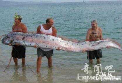 揭秘深海巨兽 巨型皇带鱼究竟有多大 远古皇带鱼的恐怖传说591 / 作者:UFO来啦 / 帖子ID:63997