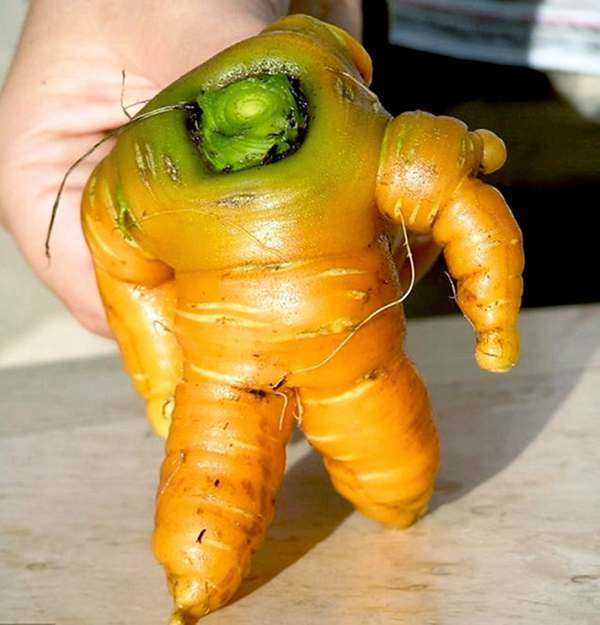 那些修炼成精的植物！！879 / 作者:UFO来啦 / 帖子ID:65934