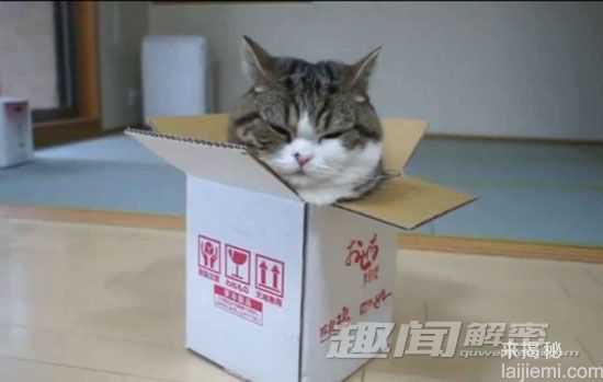 盘点科学史上12只猫：荧光猫或抗艾滋119 / 作者:UFO来啦 / 帖子ID:65165