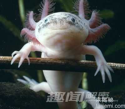 你这辈子都没机会见到的神秘生物498 / 作者:UFO来啦 / 帖子ID:62145