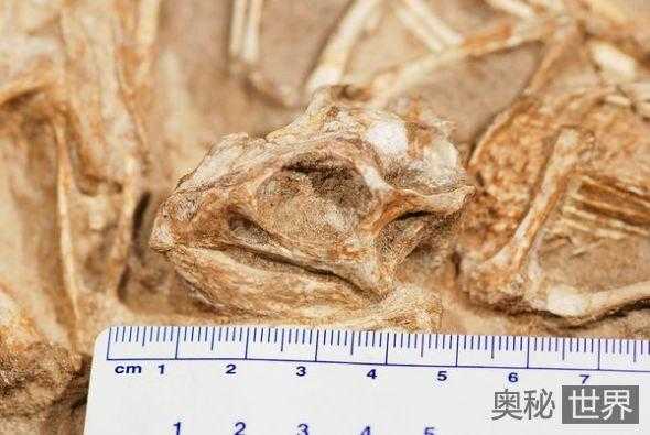蒙古发现白垩纪巨大安氏原角龙巢穴317 / 作者:UFO来啦 / 帖子ID:65691