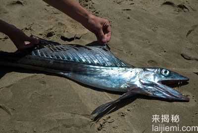 全球10大存活至今的史前鱼类624 / 作者:UFO来啦 / 帖子ID:62195