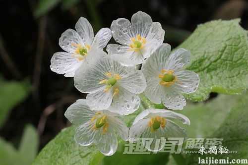 怪异植物：山荷叶遇水后透明如水晶541 / 作者:UFO外星人爱好者 / 帖子ID:59026