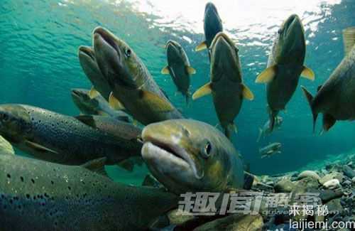 世界上十大最凶猛庞大的淡水鱼怪411 / 作者:UFO来啦 / 帖子ID:61545