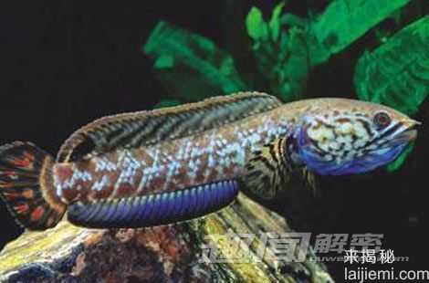 盘点：全球最恐怖的生物入侵事件452 / 作者:UFO来啦 / 帖子ID:65216