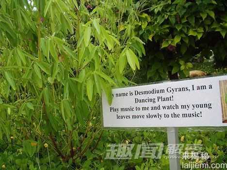 15大奇异珍稀植物：尸花释放腐烂尸体臭味634 / 作者:UFO来啦 / 帖子ID:61154