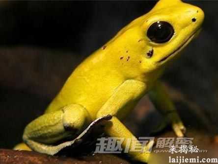 奇毒无比!揭秘地球上最毒的死亡之蛙193 / 作者:UFO来啦 / 帖子ID:63452 奇毒无比!揭秘地球上最毒的死亡之蛙193 / 作者:UFO来啦 / 帖子ID:63452