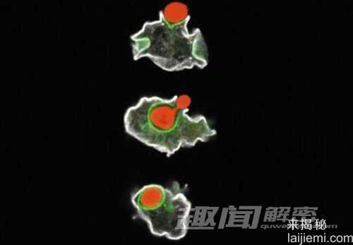 动物世界十大诡异“进餐礼仪”434 / 作者:UFO来啦 / 帖子ID:62399