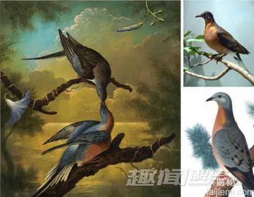 全球十大不可思议的动物迁徙597 / 作者:UFO来啦 / 帖子ID:62163