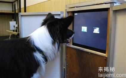 全球高智商动物：猪与黑猩猩不相上下857 / 作者:UFO来啦 / 帖子ID:62231