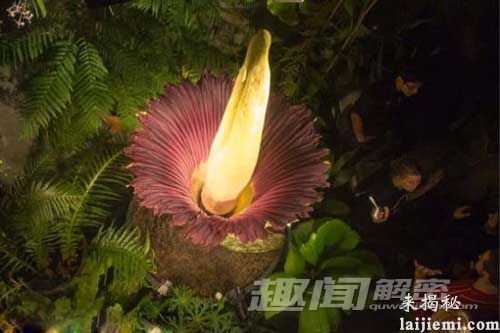 巨型魔芋为何会有尸臭味 到底有多臭？515 / 作者:UFO来啦 / 帖子ID:63642